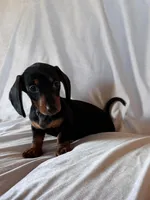 Scooter, a male Miniature Dachshund for sale in Millersburg, OH – Photo 8 of 10