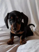 Scooter, a male Miniature Dachshund for sale in Millersburg, OH – Photo 4 of 10