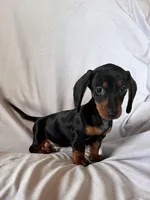 Scooter, a male Miniature Dachshund for sale in Millersburg, OH – Photo 9 of 10