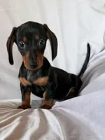 Scooter, a male Miniature Dachshund for sale in Millersburg, OH – Photo 2 of 10