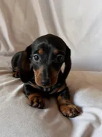 Scooter, a male Miniature Dachshund for sale in Millersburg, OH – Photo 5 of 10