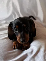 Scooter, a male Miniature Dachshund for sale in Millersburg, OH – Photo 3 of 10