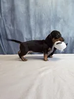 Jack, a male Miniature Dachshund for sale in Millersburg, OH – 4 of 10