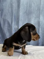 Jill, a female Miniature Dachshund for sale in Millersburg, OH – 3 of 10