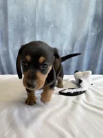 Jill, a female Miniature Dachshund for sale in Millersburg, OH – 8 of 10