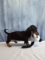 Jack, a male Miniature Dachshund for sale in Millersburg, OH – 10 of 10