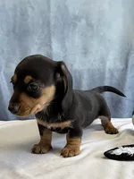 Jill, a female Miniature Dachshund for sale in Millersburg, OH – 6 of 10
