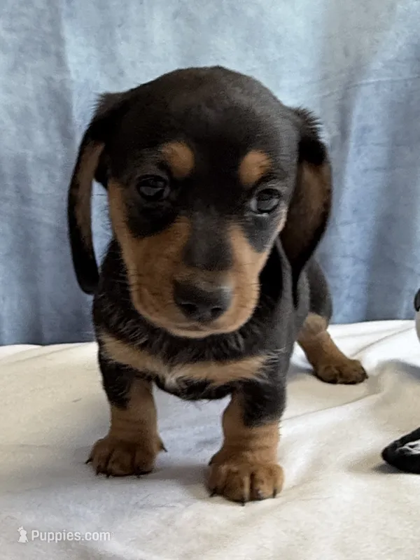 Jill – Miniature Dachshund puppy for sale in Millersburg, OH