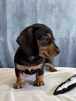 Jill, a female Miniature Dachshund for sale in Millersburg, OH – 4 of 10