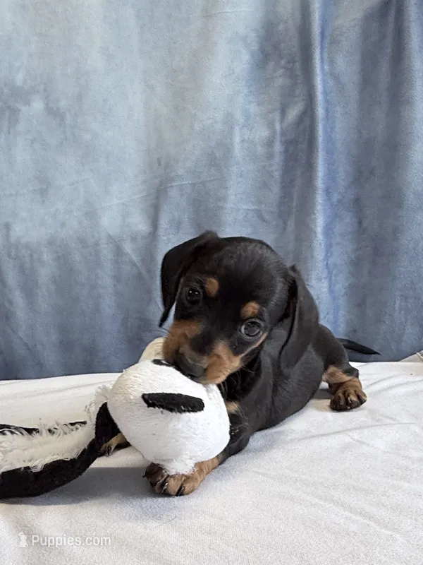 Jack – Miniature Dachshund puppy for sale in Millersburg, OH