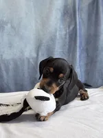 Jack, a male Miniature Dachshund for sale in Millersburg, OH – 6 of 10
