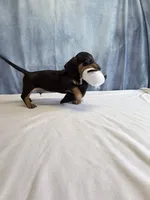 Jack, a male Miniature Dachshund for sale in Millersburg, OH – 9 of 10