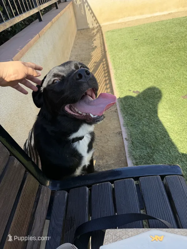 Drako – German Shepherd Dog, Rottweiler puppy for sale in Chula Vista, CA