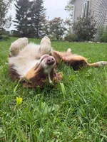 Peanut, a female Miniature Australian Shepherd for sale in Merrill, WI – 1 of 7