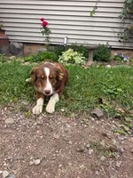 Peanut, a female Miniature Australian Shepherd for sale in Merrill, WI – 7 of 7
