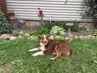 Peanut, a female Miniature Australian Shepherd for sale in Merrill, WI – 3 of 7