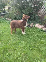 Peanut, a female Miniature Australian Shepherd for sale in Merrill, WI – 5 of 7