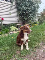 Peanut, a female Miniature Australian Shepherd for sale in Merrill, WI – 6 of 7