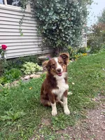 Peanut, a female Miniature Australian Shepherd for sale in Merrill, WI – 4 of 7