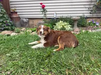 Peanut, a female Miniature Australian Shepherd for sale in Merrill, WI – 2 of 7
