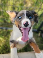 Jake, a male Australian Shepherd for sale in Dunn, NC – Photo 1 of 2