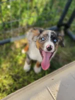 Jake, a male Australian Shepherd for sale in Dunn, NC – Photo 2 of 2
