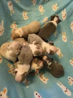 Daphne, a female Boston Terrier for sale in Manchester, IA – 5 of 10