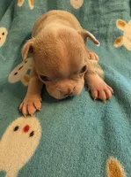 Diego , a male Boston Terrier for sale in Manchester, IA – 4 of 10