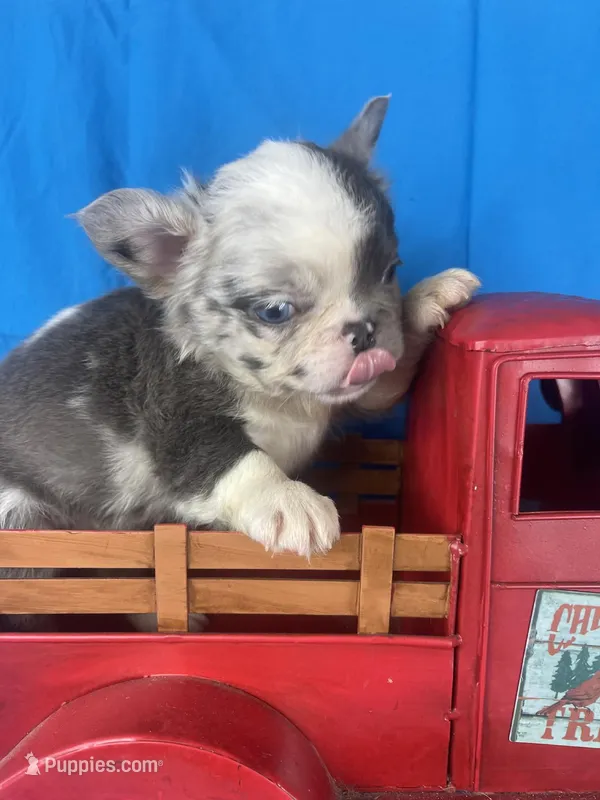 Fluffy Zeva – French Bulldog puppy for sale in Manchester, IA