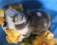 Fluffy Zeva, a female French Bulldog for sale in Manchester, IA – Photo 9 of 10