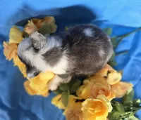 Fluffy Zeva, a female French Bulldog for sale in Manchester, IA – Photo 8 of 10