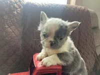 Fluffy Zeva, a female French Bulldog for sale in Manchester, IA – Photo 3 of 10