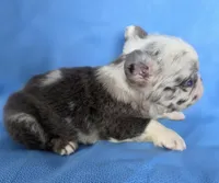 Fluffy Zeva, a female French Bulldog for sale in Manchester, IA – Photo 7 of 10