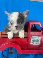 Fluffy Zeva, a female French Bulldog for sale in Manchester, IA – Photo 6 of 10