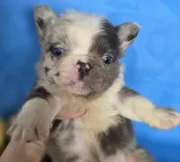 Fluffy Zeva, a female French Bulldog for sale in Manchester, IA – Photo 10 of 10