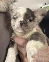 Fluffy Zeva, a female French Bulldog for sale in Manchester, IA – Photo 2 of 10