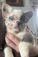 Fluffy Zeva, a female French Bulldog for sale in Manchester, IA – Photo 1 of 10