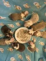 Danny, a male Boston Terrier for sale in Manchester, IA – 8 of 10