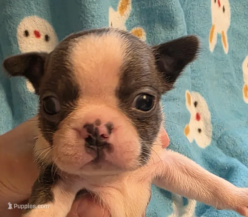 Declan – Boston Terrier puppy for sale in Manchester, IA