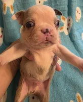 Deisel, a male Boston Terrier for sale in Manchester, IA – 3 of 10