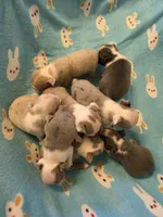 Daisy , a female Boston Terrier for sale in Manchester, IA – 10 of 10