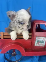 Cora, a female French Bulldog for sale in Manchester, IA – Photo 3 of 6