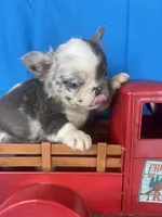 Cora, a female French Bulldog for sale in Manchester, IA – Photo 4 of 6