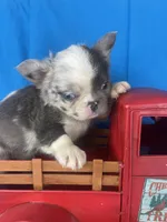 Cora, a female French Bulldog for sale in Manchester, IA – Photo 5 of 6
