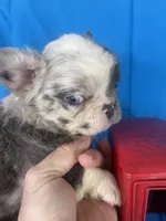 Cora, a female French Bulldog for sale in Manchester, IA – Photo 6 of 6