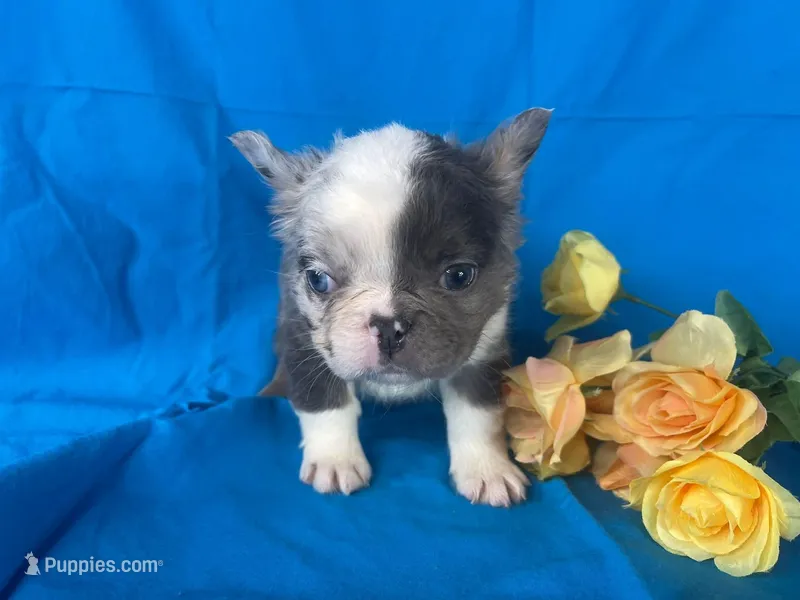 Cora – French Bulldog puppy for sale in Manchester, IA