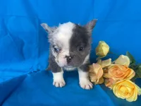 Cora, a female French Bulldog for sale in Manchester, IA – Photo 1 of 6