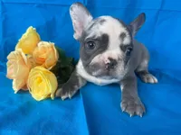 Diesel, a male French Bulldog for sale in Manchester, IA – Photo 6 of 10