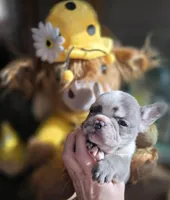 Diesel, a male French Bulldog for sale in Manchester, IA – Photo 10 of 10