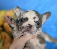 Diesel, a male French Bulldog for sale in Manchester, IA – Photo 9 of 10